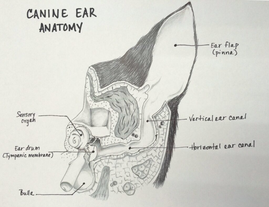 Canine Ear Anatomy1