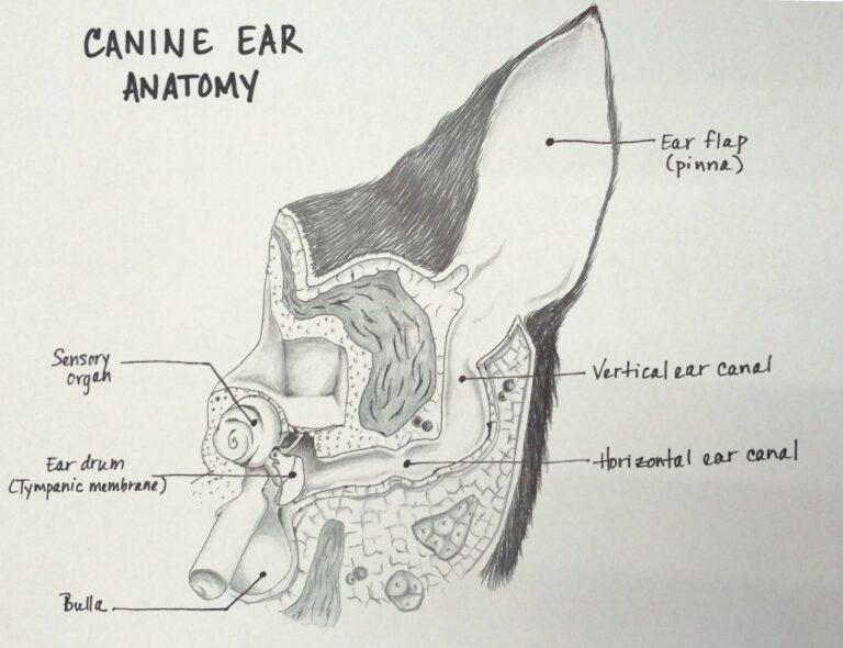 Chronic Ear Infections and Total Ear Canal Ablation | Veterinary ...