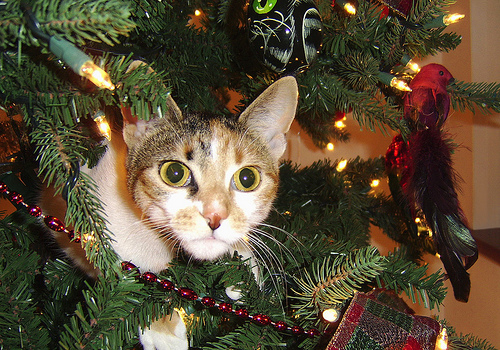 Cat In Christmas Tree