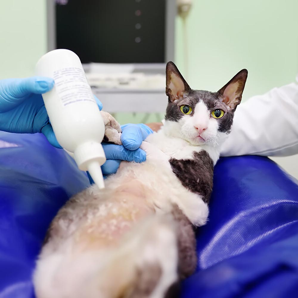 Outpatient Ultrasound Expectations | Veterinary Medical Center of ...