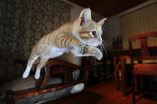 Orange Cat Jumping