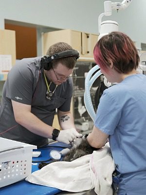 male and female veterinary staff working on a cat