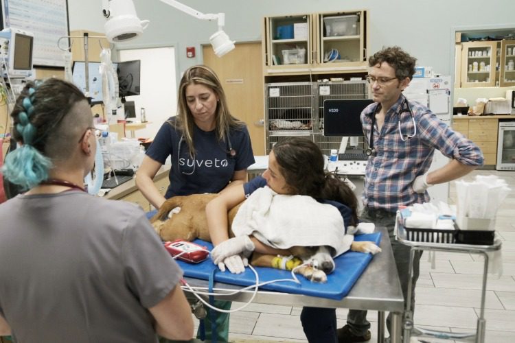 Veterinary staff working on large dog with a towel over his head