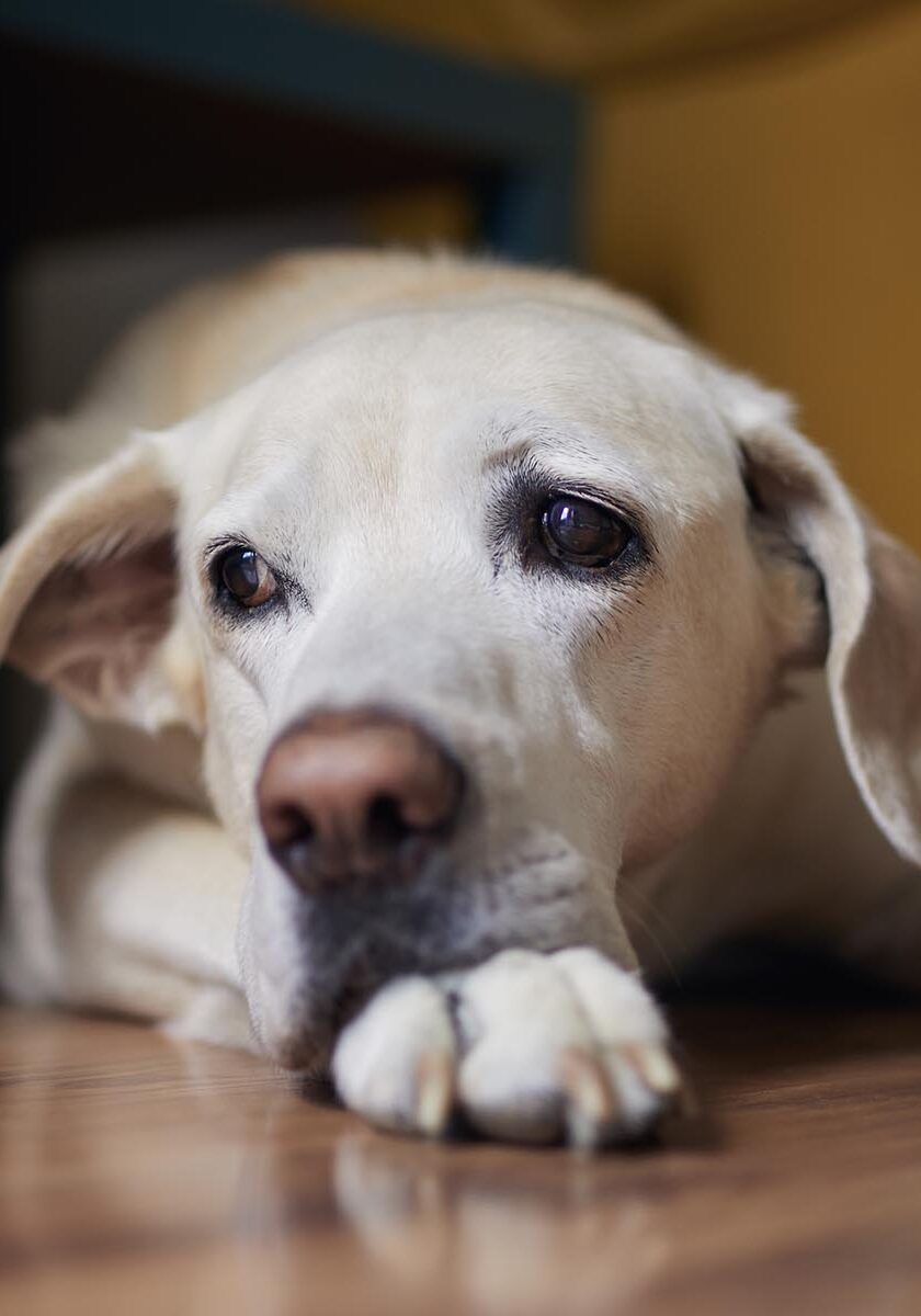 Close Up View Of Old Dog At Home