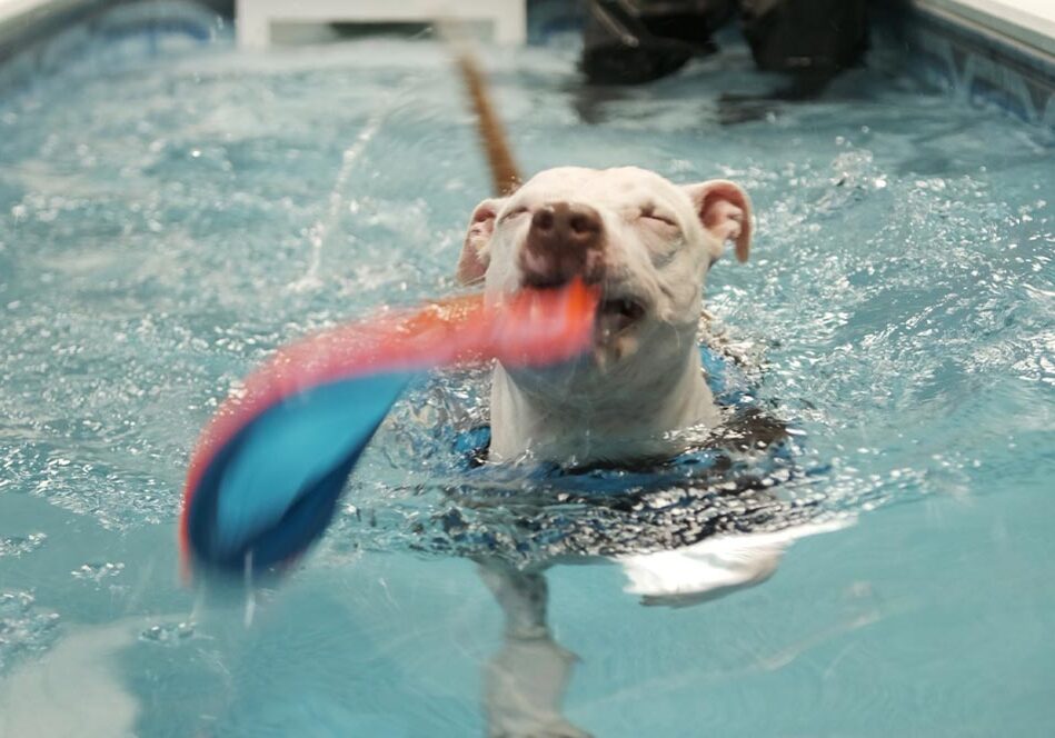 Close Up Of Dog Playing With Water Frisbee During Care Pet Therapy