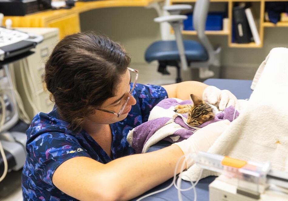 Close Up Of Staff Member Comforting Small Kitten In Critical Care