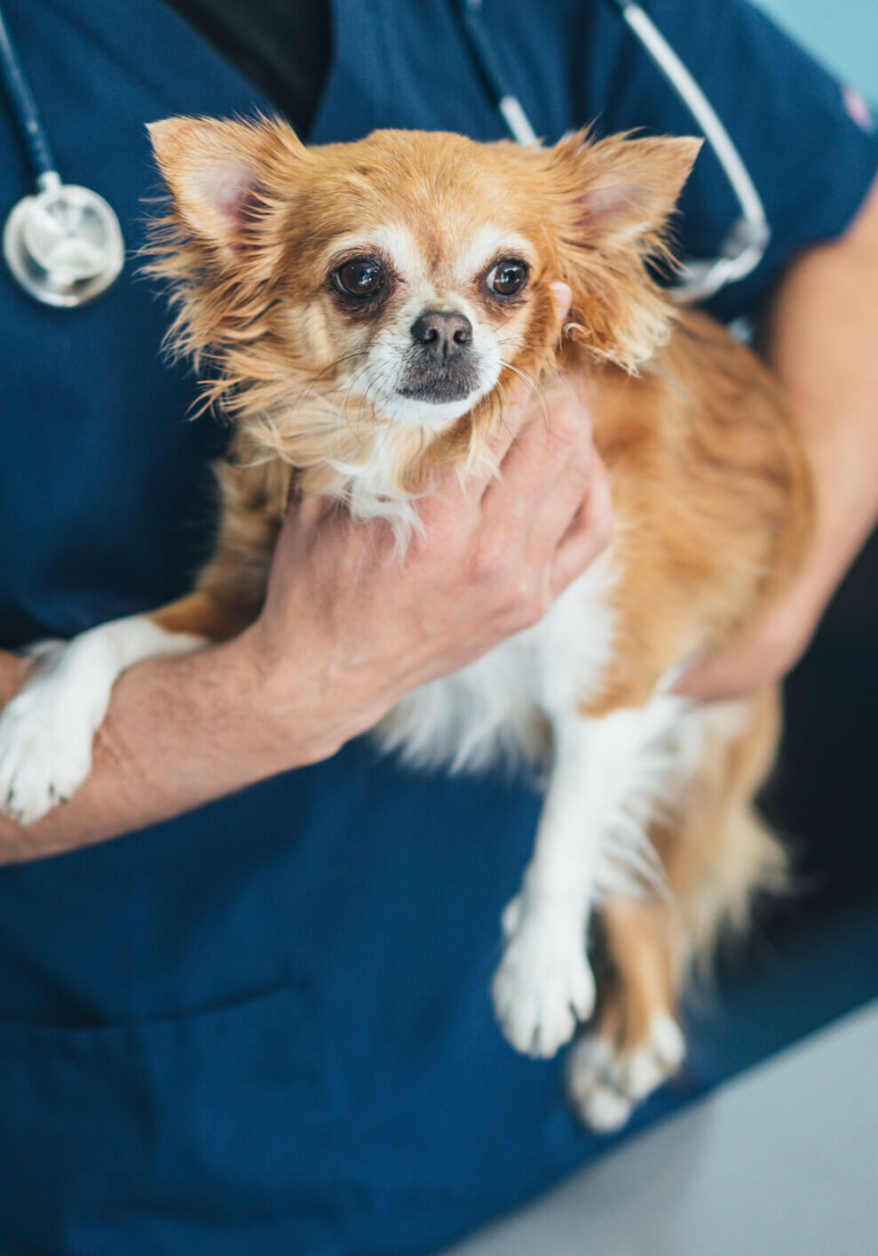 Doctor Holding Brown Dog