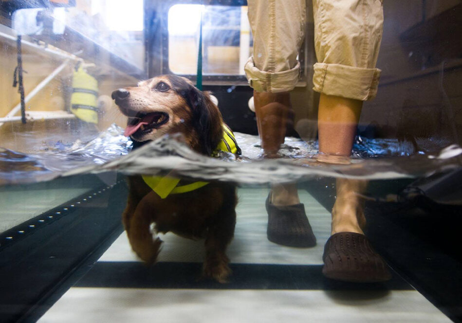 Dog Rehab Water Treadmill