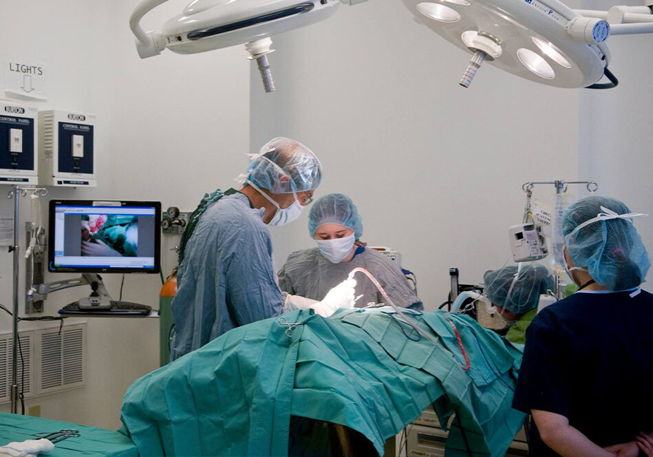 Veterinary Speciality Surgery