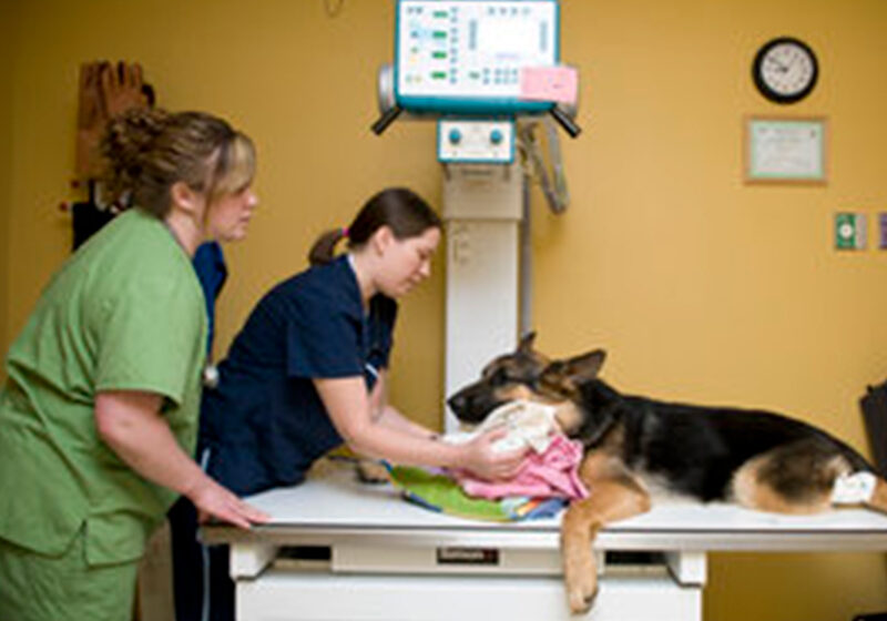Veterinary Xray Radiographs
